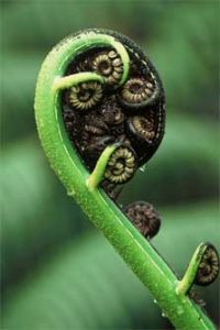 Koru plant